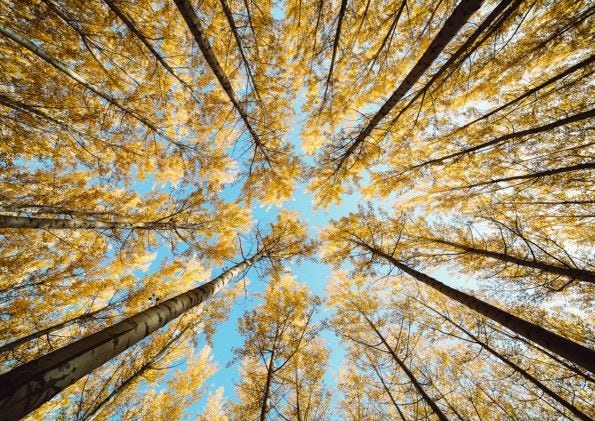 Forest in Autumn