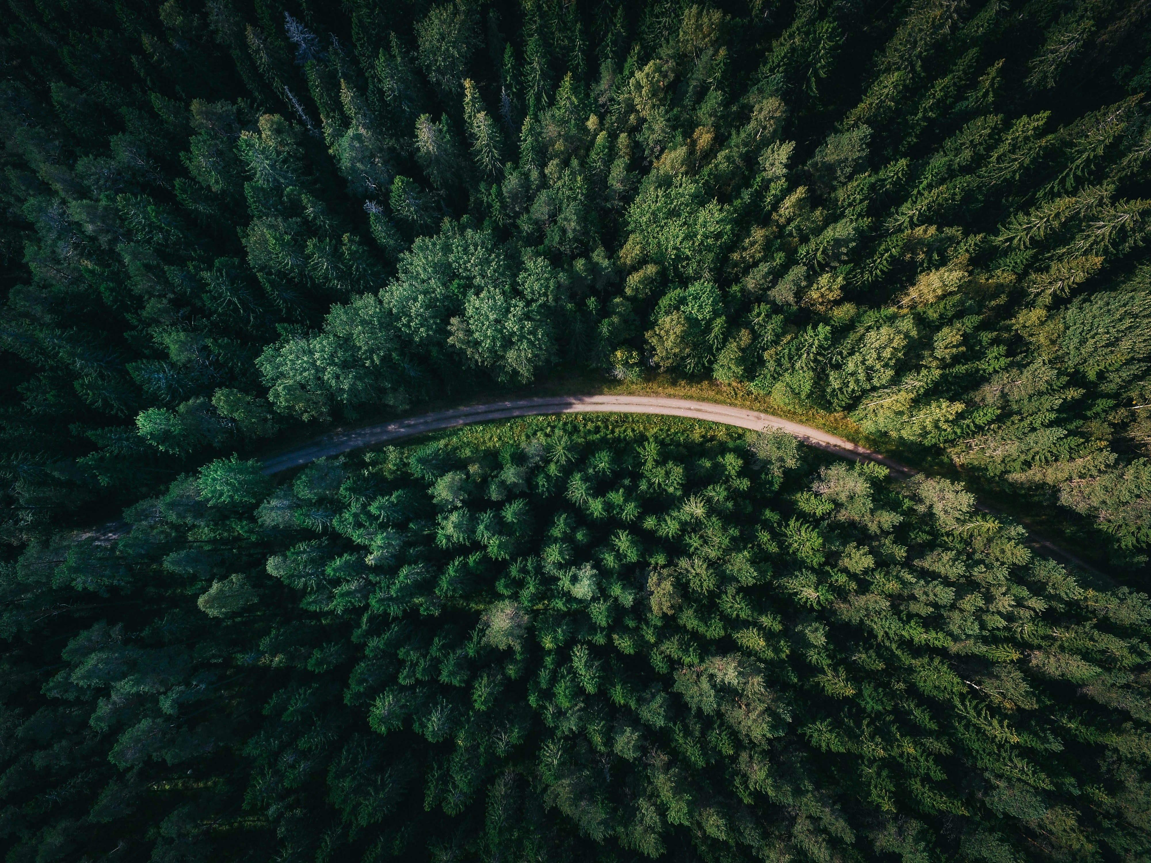 Winding road through a forest in bird's-eye view