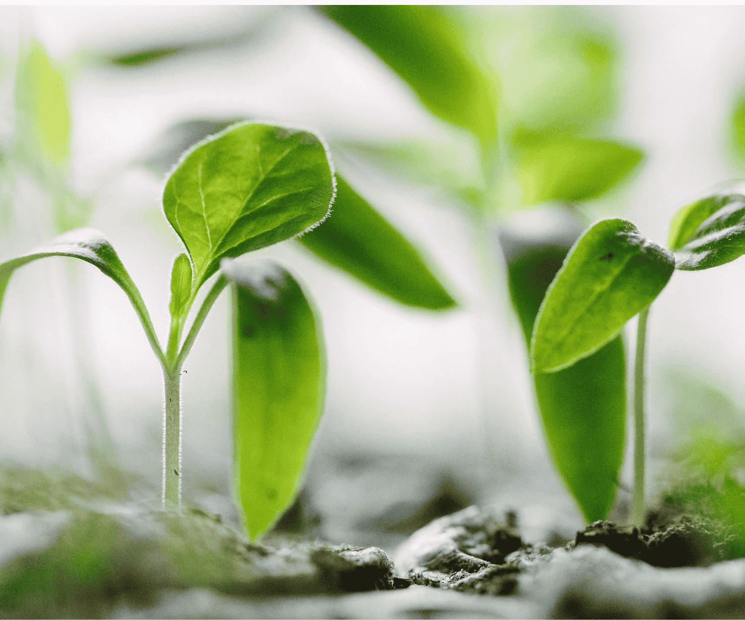 Close-up of green seedlings sprouting from soil, symbolizing sustainable growth and business consulting services.